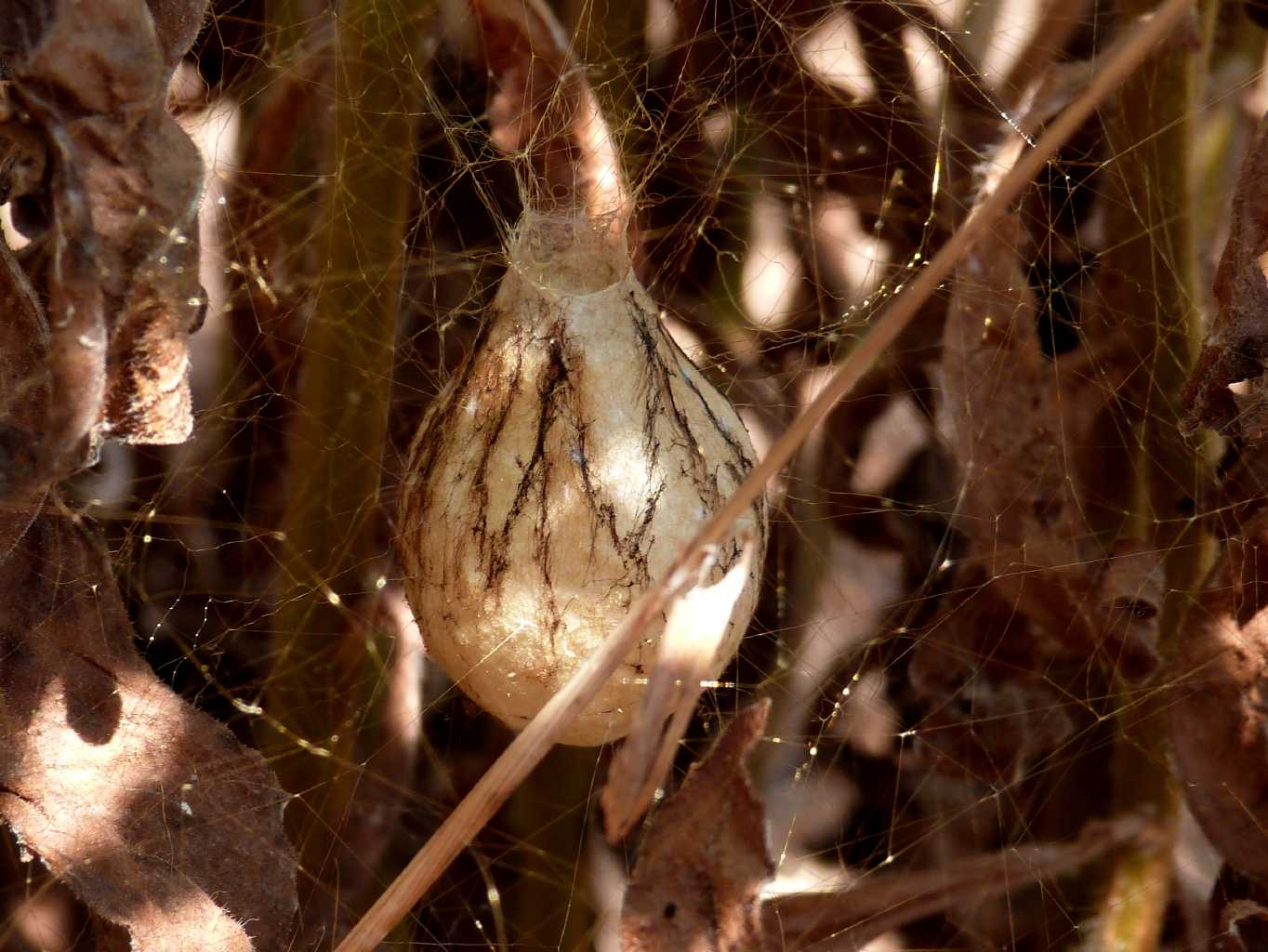 Ovisacco di Argiope - S. Teresa Gallura (OT)